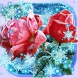 Roses Snow Winter