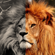 Icon of program: Colorize Photo - Black an…
