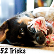 52 Dog Training Tricks