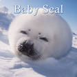 Icon of program: Cute Wallpaper Baby Seal …