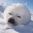 Cute Wallpaper Baby Seal Theme