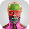 Ikona programu: Anatomy Flashcards