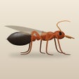 Иконка программы: Ant Nuptial Flight Predic…