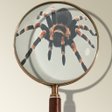 プログラムのアイコン：Magnifying Glass