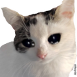 プログラムのアイコン：WAStickerApps Stickers Ca…