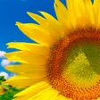 程序图标：Summer Wallpapers