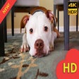 أيقونة البرنامج: Cute Dogs & Puppies Wallp…