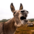 ไอคอนของโปรแกรม: Donkey Sounds