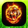 Fire Tiger Live Wallpaper  Ti