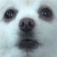 プログラムのアイコン：Gabe the dog SoundBoard