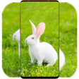 プログラムのアイコン：Rabbit Wallpaper HD