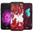 程序图标：Rose Wallpapers