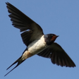 أيقونة البرنامج: Suara Panggil Burung Wale…