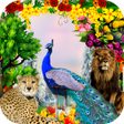 程序图标：Peacock  Nature Photo Fra…