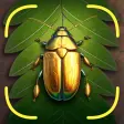 Bug Identifier App - Insect ID
