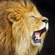 أيقونة البرنامج: Animal Sounds and Noises