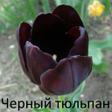 プログラムのアイコン：Черный тюльпан, Александр…