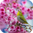程序图标：Sakura and Bird Live Wall…