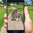 Icon of program: Catching Stray Animals