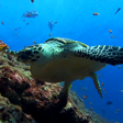 プログラムのアイコン：Sea Turtle. Live wallpape…
