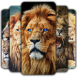 أيقونة البرنامج: Lion Wallpaper