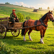 Icon of program: Horse Cart Carriage Simul…