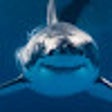 Shark Replacer icon