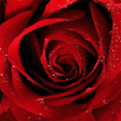 Icon of program: Roses Jigsaw Puzzles