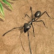 Ícone do programa: Ant Insect Life Survival …