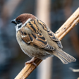 Icon of program: Sparrow Sounds