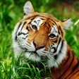 Icon of program: Asian Tiger Survival Simu…