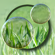 Иконка программы: Magic Bubbles