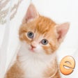 程序图标：Jigsaw Wonder Kittens Puz…