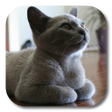 プログラムのアイコン：British Shorthair LWP