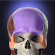 プログラムのアイコン：Anatomyka