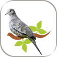 Icon of program: Rolinha Fogo Apagou