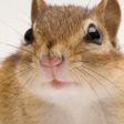 Icon of program: Chipmunk Sounds