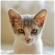 Icon of program: Real Cat Sounds