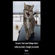プログラムのアイコン：Mean Kitties