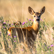 Icon of program: Deer Wallpapers
