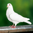 プログラムのアイコン：Dove Sounds