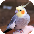 プログラムのアイコン：Songs of Calopsita