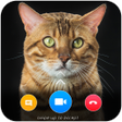 أيقونة البرنامج: Cat Video Calling  Chat S…