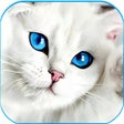 程序图标：Cute Cat wallpaper - Kitt…
