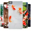 Koi Fish Wallpapers HD 4K Koi Fish Wallpapers HD