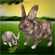 プログラムのアイコン：Ultimate Rabbit Simulator