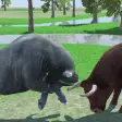 Angry Buffalo Attack Simulator