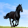 プログラムのアイコン：Horse Wallpapers