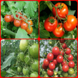 プログラムのアイコン：Successful cultivation of…