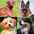 プログラムのアイコン：Dogs Memory Game